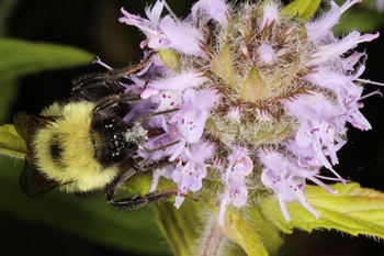 Blephilia with bumblebee